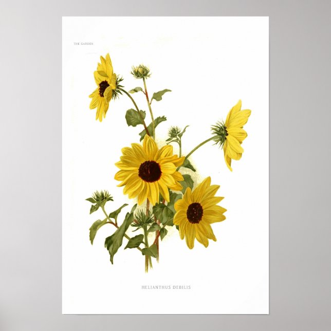 Póster Sunflower (Frente)