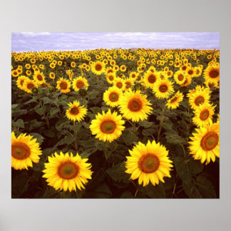 Póster Sunflower