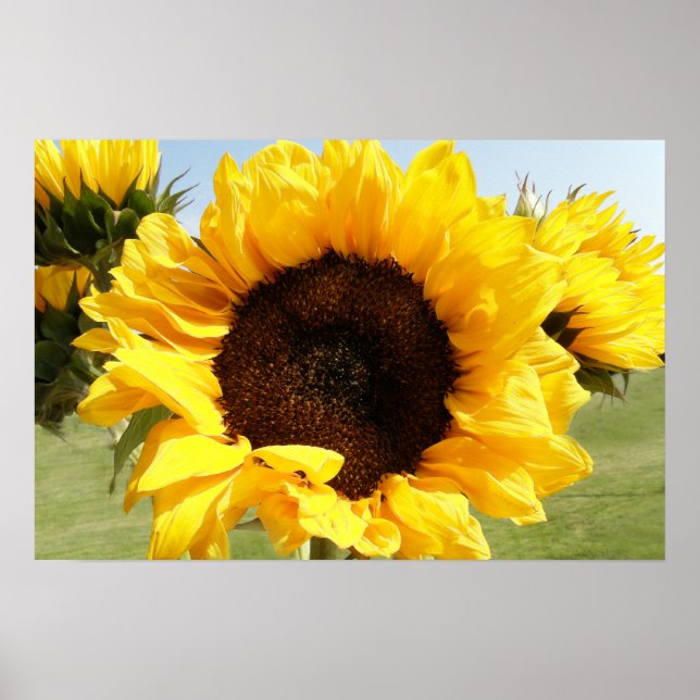 Póster Sunflower (Frente)