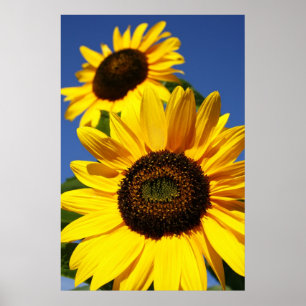 Póster Sunflower