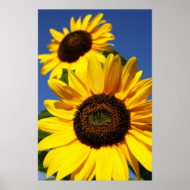 Póster Sunflower (Frente)