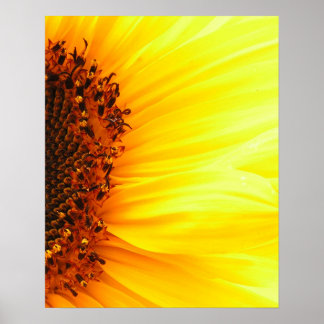 Póster Sunflower