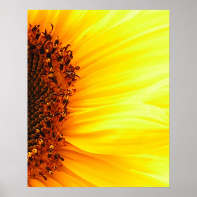 Póster Sunflower (Frente)