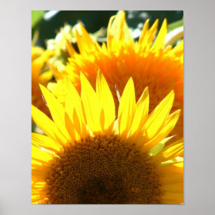 Póster Sunflower amarillo
