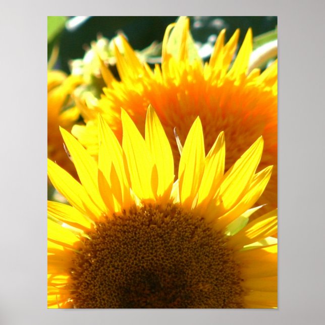 Póster Sunflower amarillo (Frente)