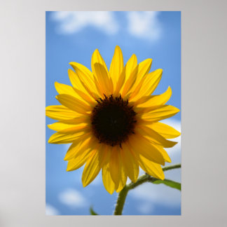 Póster Sunflower and Blue Sky poster