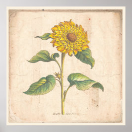Póster Sunflower Antique Botanical Print Poster