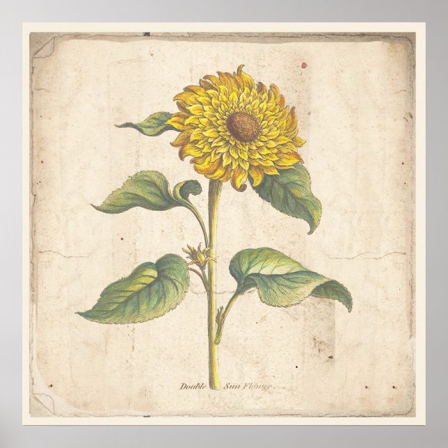 Póster Sunflower Antique Botanical Print Poster (Frente)
