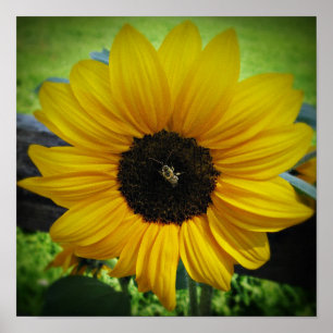 Póster Sunflower & Bee Poster Art