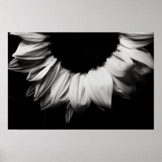 Póster Sunflower Black and White