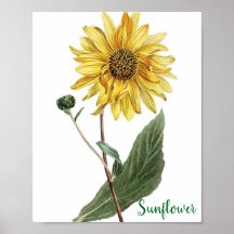 Sunflower Botanical Illustration Floral