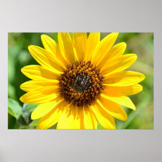 Póster Sunflower Close Up poster