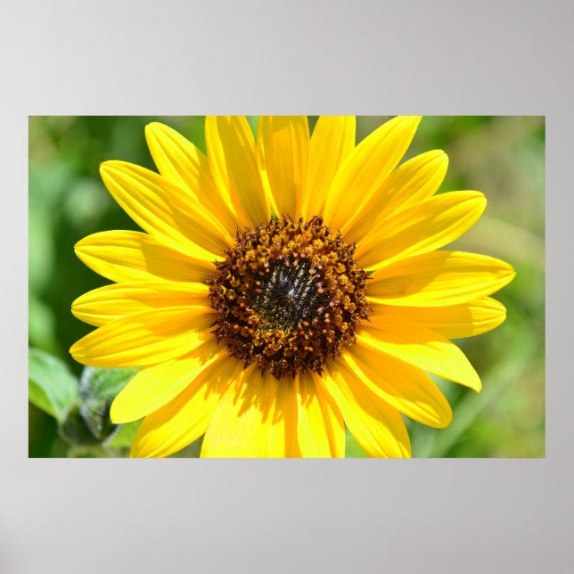 Póster Sunflower Close Up poster (Frente)