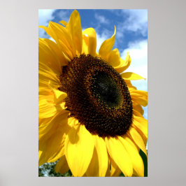 Póster Sunflower closeup by tdgallery
