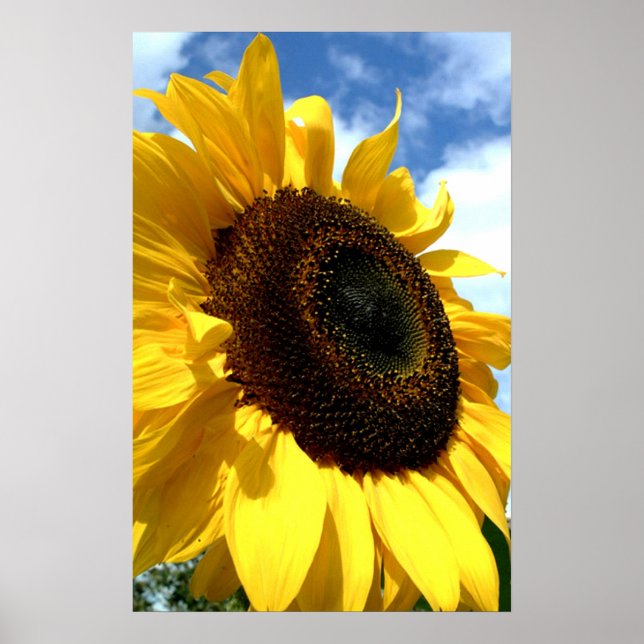 Póster Sunflower closeup by tdgallery (Frente)