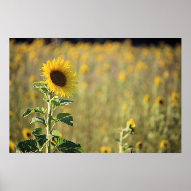 Póster Sunflower Day (Frente)