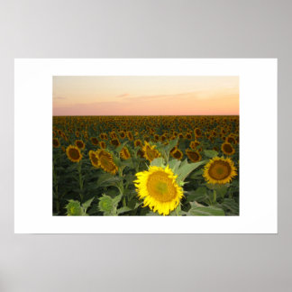 Póster Sunflower Field