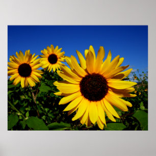 Póster Sunflower Field Poster