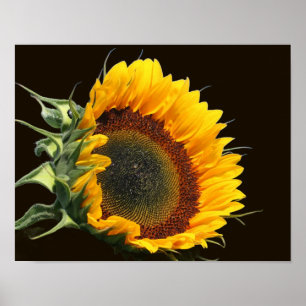 Póster Sunflower In Sunshine