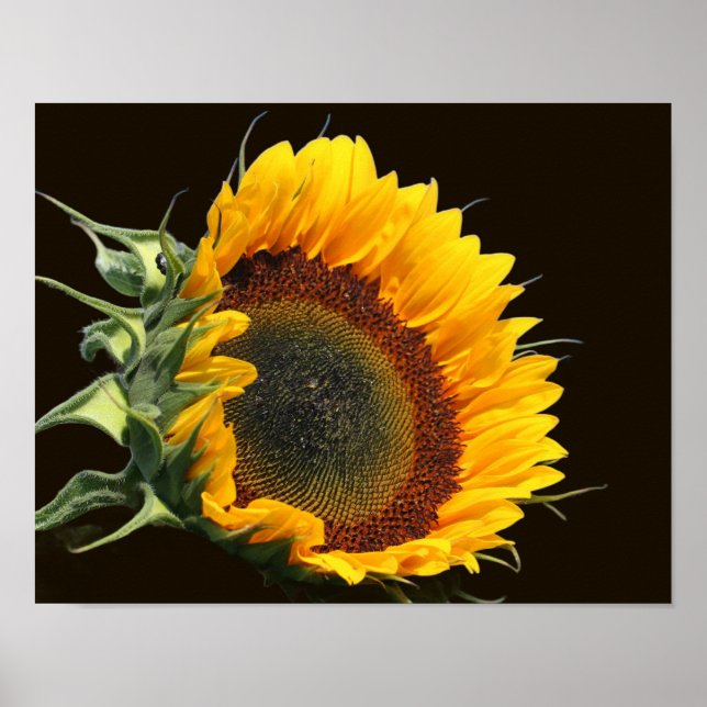 Póster Sunflower In Sunshine (Frente)