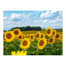 Sunflower increíble