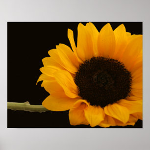 Póster Sunflower on Black Poster