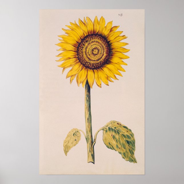 Póster Sunflower or Helianthus (Frente)
