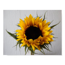 Sunflower Poster