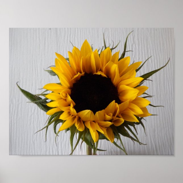 Póster Sunflower Poster (Frente)