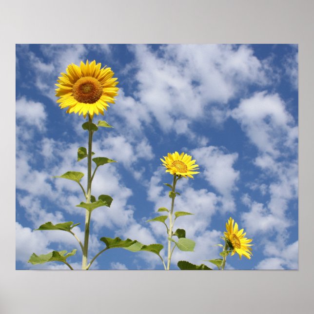 Póster Sunflower Print (Frente)
