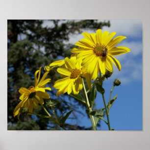 Póster sunflowernbumblebee