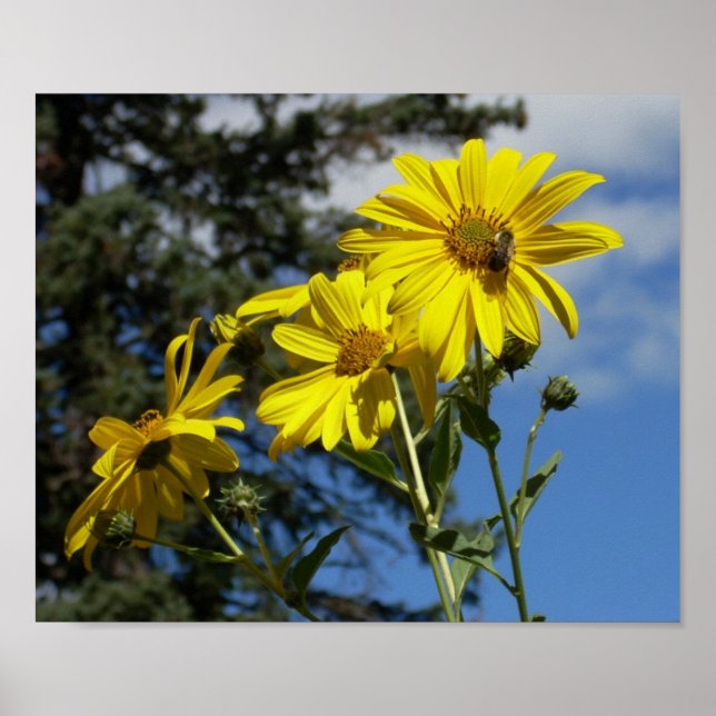 Póster sunflowernbumblebee (Frente)