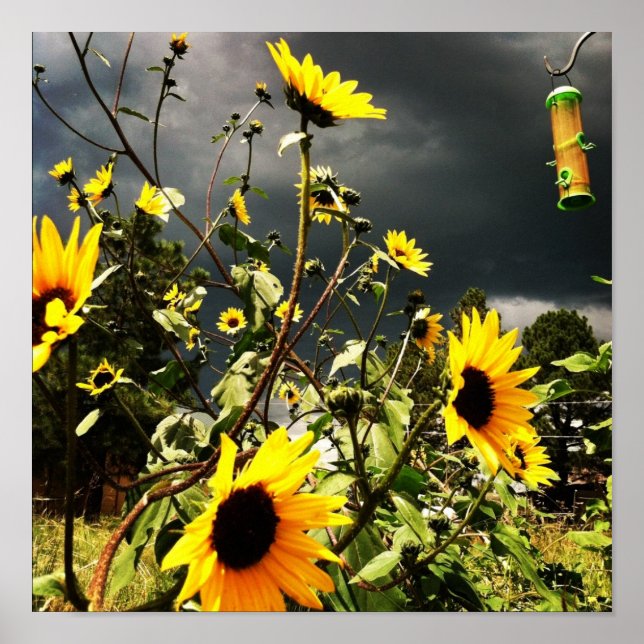 Póster Sunflowers Antes De Dramáticas Nubes Storm Fotogra (Frente)