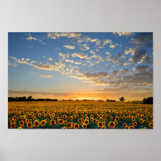 Póster Sunflowers at Sunset 12x8 pulgadas (Frente)