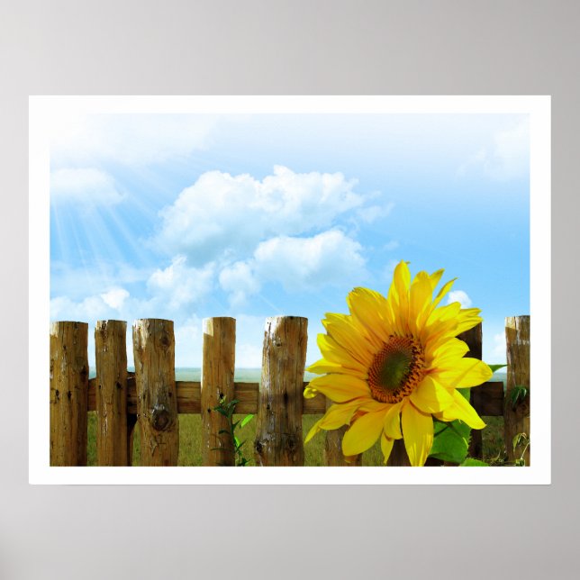 Póster Sunflowers by a Fence under Blue Sky (Frente)