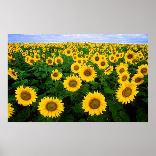 Póster Sunflowers en Fargo, Dakota del Norte (Frente)