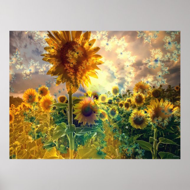Póster Sunflowers in a Field - Poster (Frente)