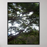 Sunlight in the Trees