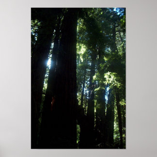 Póster Sunlight through the Redwoods