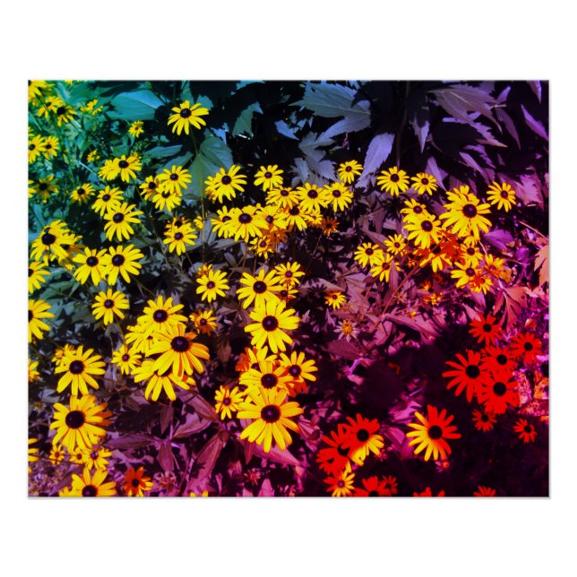 Póster Sunlit Meadow (Anverso)