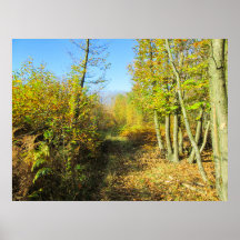 Sunlit Woods in Autumn - Personalised