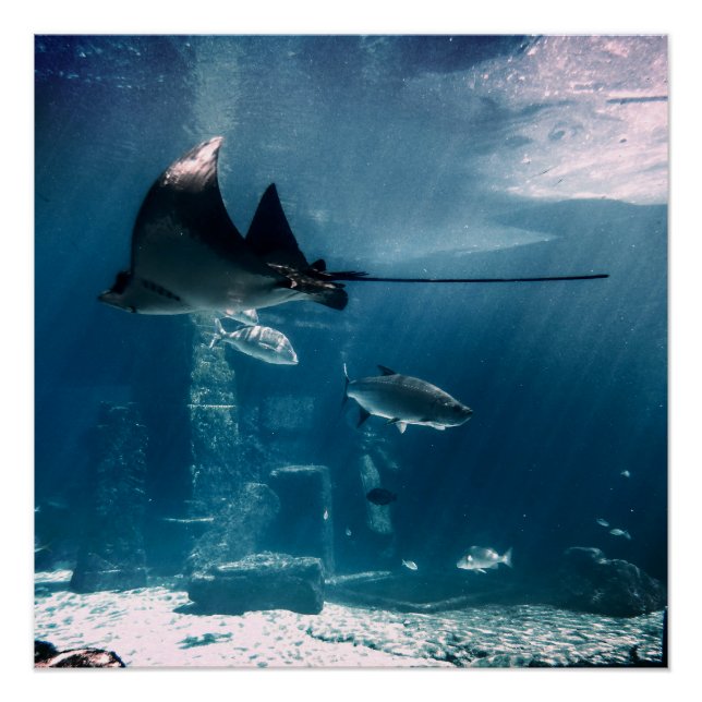 Póster Sunny Fish Tank (Anverso)