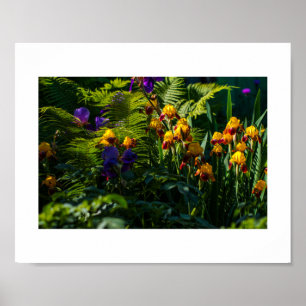 Póster Sunny Garden Flowers Iris Nature Poster