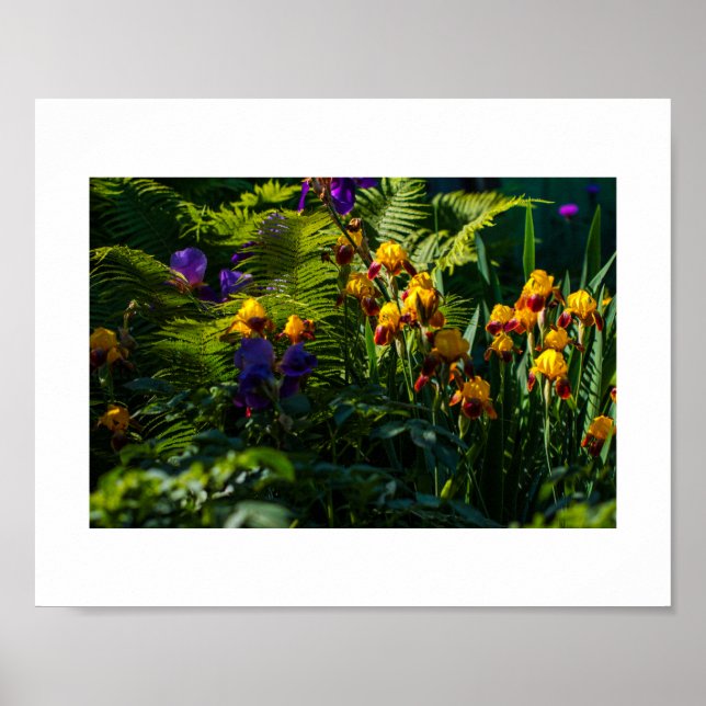 Póster Sunny Garden Flowers Iris Nature Poster (Frente)