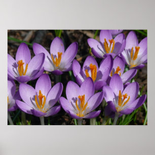 Póster Sunny Purple Crocuses