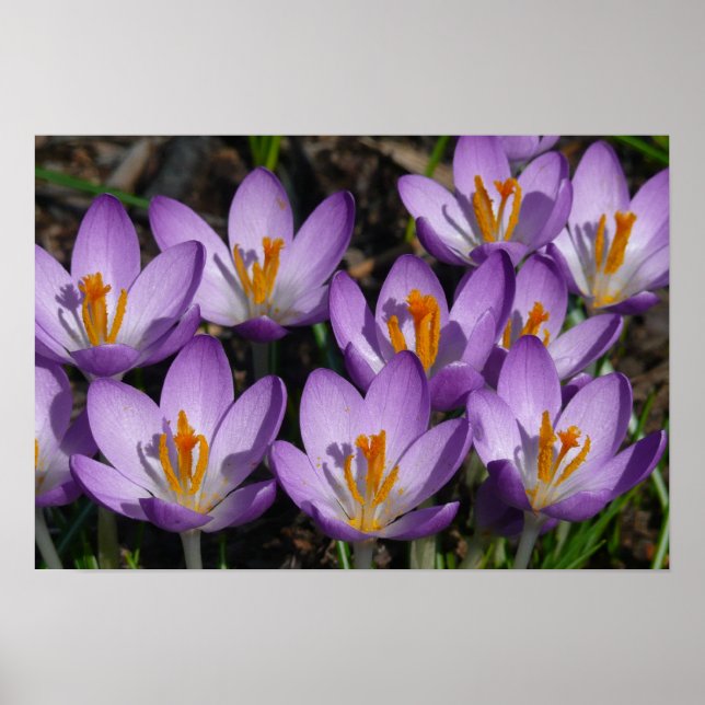 Póster Sunny Purple Crocuses (Frente)