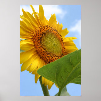 Póster Sunny Sunflower Poster