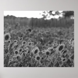 Póster Sunset de girasol blanco y negro en un campo 16x20