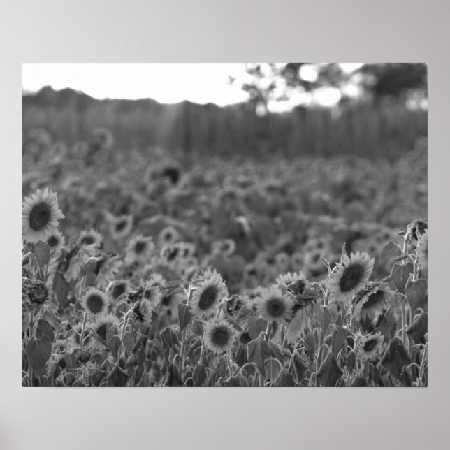Póster Sunset de girasol blanco y negro en un campo 16x20 (Frente)