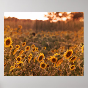 Póster Sunset de girasol en un color de campo rural 16x20